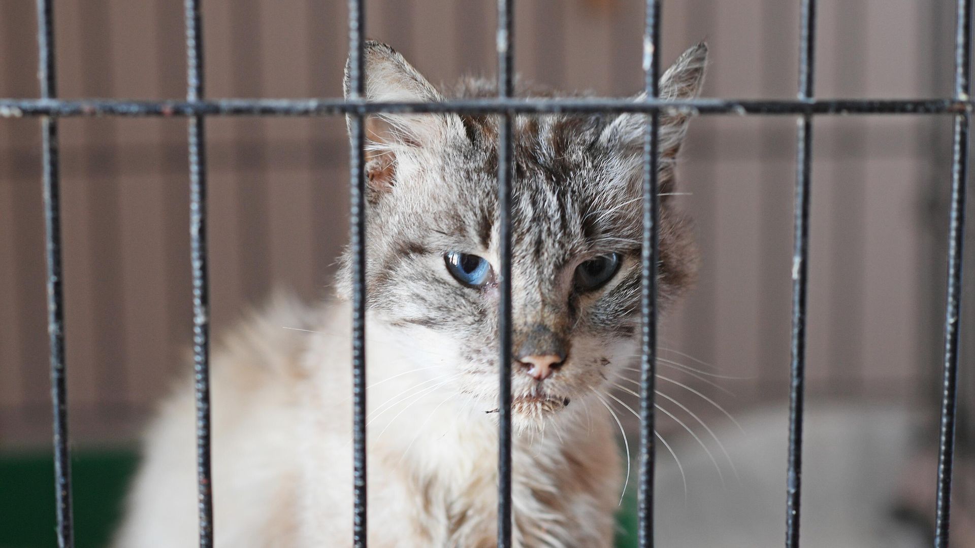 Кот, находящийся в приюте Кот, находящийся в приюте - РИА Новости, 1920, 21.11.2024
