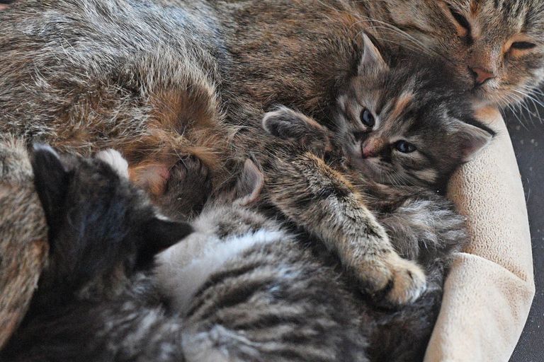 Подопечные приюта Кошкин дом в Донецке Подопечные приюта Кошкин дом в Донецке