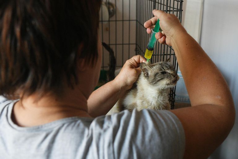 Руководитель приюта Кошкин дом Евгения Михайлова вкалывает в холку лекарство одному из подопечных приюта в Донецке Руководитель приюта Кошкин дом Евгения Михайлова вкалывает в холку лекарство одному из подопечных приюта в Донецке