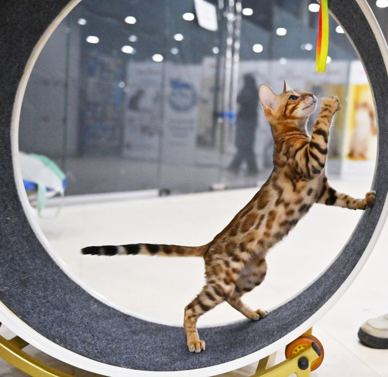 Кошка бенгальской породы на выставке КоШарики Шоу в Москве Кошка бенгальской породы на выставке КоШарики Шоу в Москве