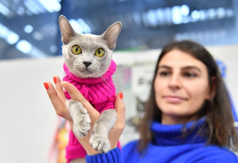 Девушка с кошкой на выставке КоШарики Шоу в Москве Девушка с кошкой на выставке КоШарики Шоу в Москве