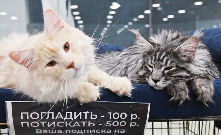 Кошки породы мейн-кун на выставке КоШарики Шоу в Москве Кошки породы мейн-кун на выставке КоШарики Шоу в Москве