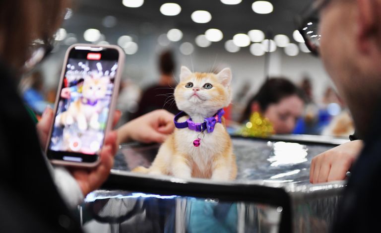 Котенок породы скоттиш-страйт на выставке КоШарики Шоу в Москве Котенок породы скоттиш-страйт на выставке КоШарики Шоу в Москве