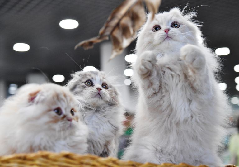 Котята породы хайленд-фолд на выставке КоШарики Шоу в Москве Котята породы хайленд-фолд на выставке КоШарики Шоу в Москве
