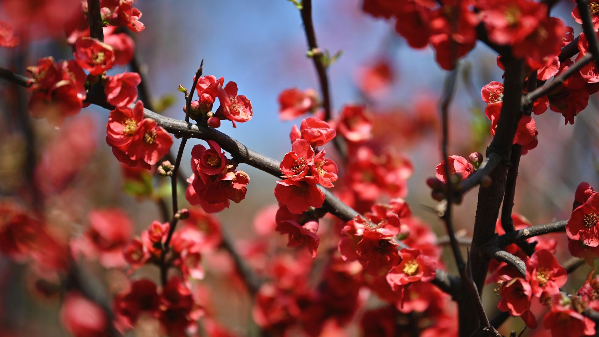 Цветение айвы японской (Chaenomeles japonica) в дендрологическом парке Южные Культуры в Сочи Цветение айвы японской (Chaenomeles japonica) в дендрологическом парке Южные Культуры в Сочи - РИА Новости, 1920, 15.11.2022