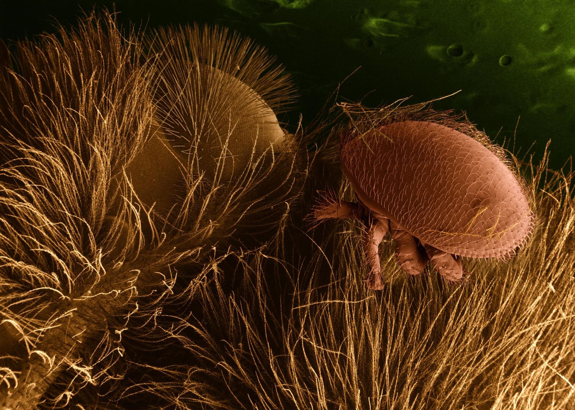 Клещ Varroa destructor на медоносной пчеле - РИА Новости, 1920, 16.11.2022