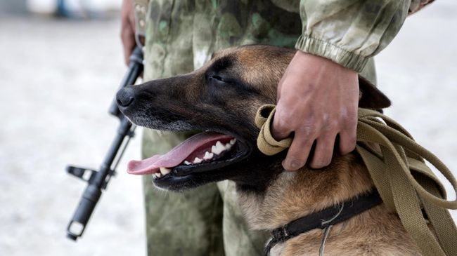Военный кинолог с собакой
