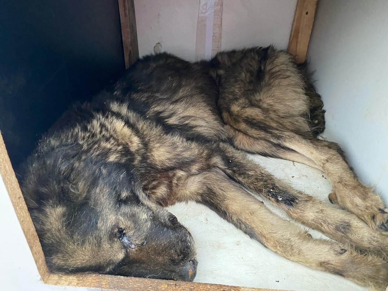 У собак обнаружили тяжелые заболевания У собак обнаружили тяжелые заболевания - РИА Новости, 1920, 01.12.2022