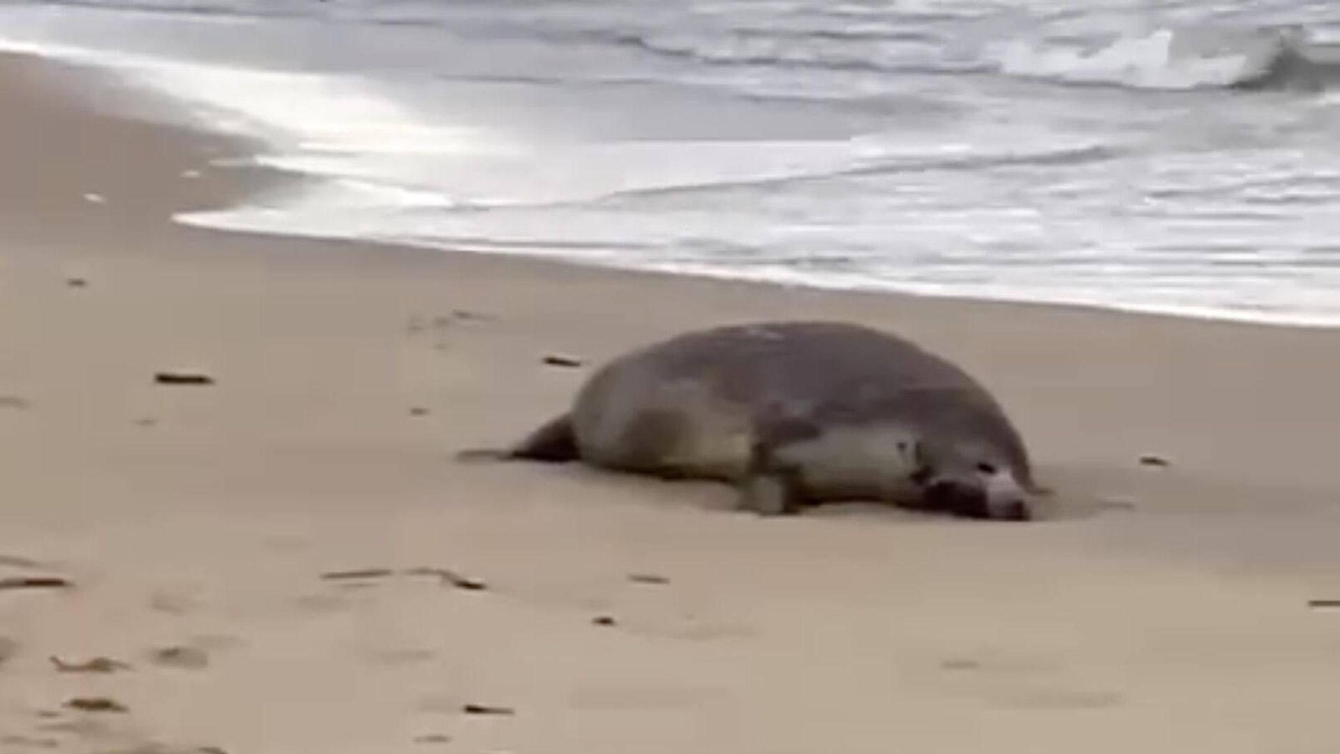На месте гибели нерп на берегу Каспийского моря в Дагестане. Кадр видео На месте гибели нерп на берегу Каспийского моря в Дагестане. Кадр видео - РИА Новости, 1920, 05.12.2022