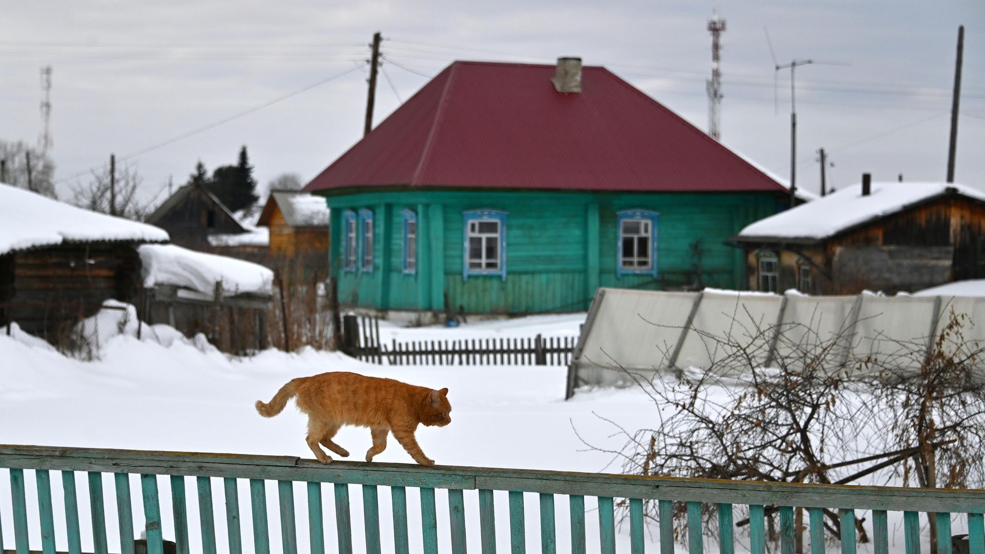 Кот идет по забору в поселке Усть-Ишим Омской области Кот идет по забору в поселке Усть-Ишим Омской области - РИА Новости, 1920, 07.12.2022