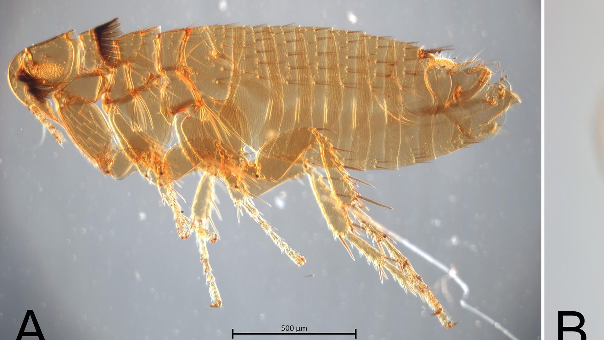 Блохи видов Paleopsylla soricis soricis и Amalaraeus penicilliger Блохи видов Paleopsylla soricis soricis и Amalaraeus penicilliger - РИА Новости, 1920, 07.12.2022