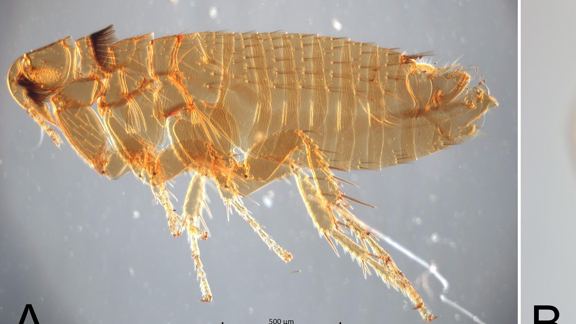 Блохи видов Paleopsylla soricis soricis и Amalaraeus penicilliger - РИА Новости, 1920, 07.12.2022