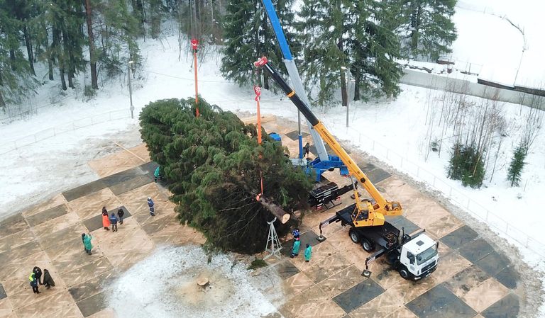 Рубка главной новогодней елки в Волоколамском городском округе Московской области Рубка главной новогодней елки в Волоколамском городском округе Московской области