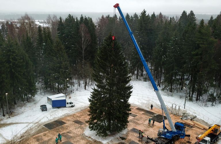 Рубка главной новогодней елки в Волоколамском городском округе Московской области Рубка главной новогодней елки в Волоколамском городском округе Московской области