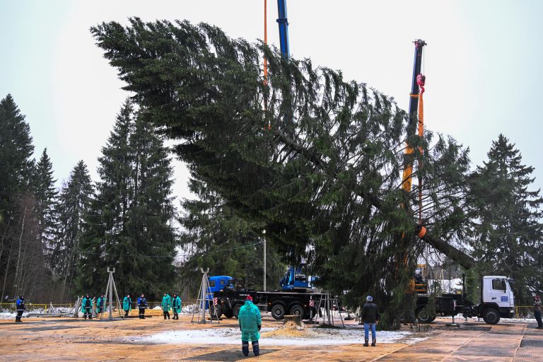 Рубка главной новогодней елки в Волоколамском городском округе Московской области Рубка главной новогодней елки в Волоколамском городском округе Московской области