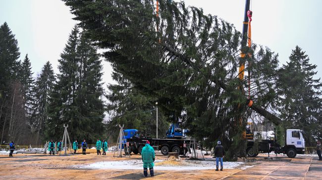 Рубка главной новогодней елки в Волоколамском городском округе Московской области Рубка главной новогодней елки в Волоколамском городском округе Московской области