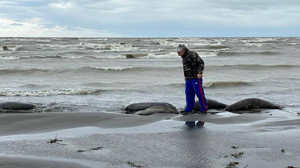 На месте гибели тюленей на берегу Каспийского моря в Дагестане - РИА Новости, 1920, 23.01.2023