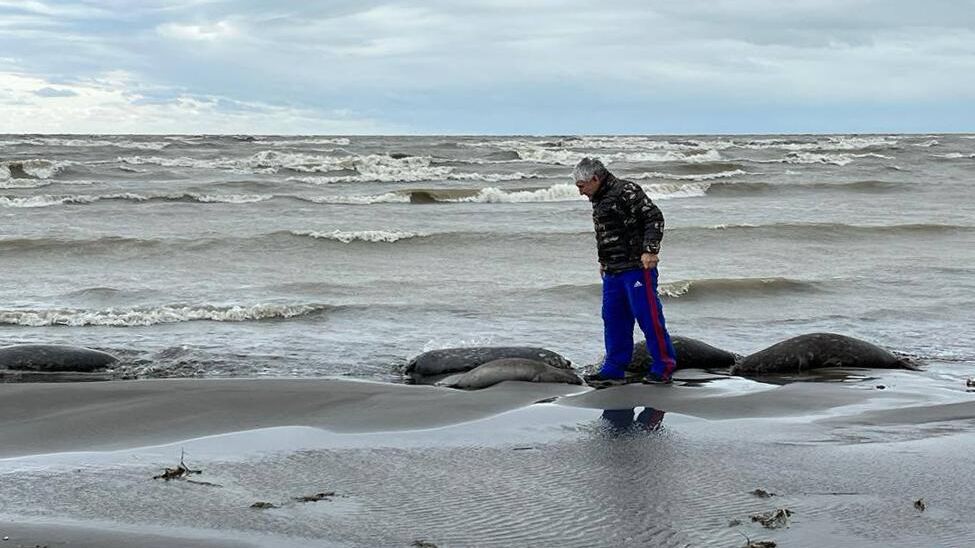 На месте гибели тюленей на берегу Каспийского моря в Дагестане - РИА Новости, 1920, 14.12.2022