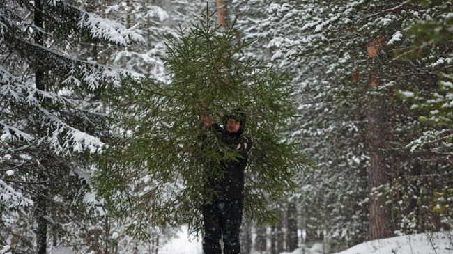 Мужчина несет срубленную ель