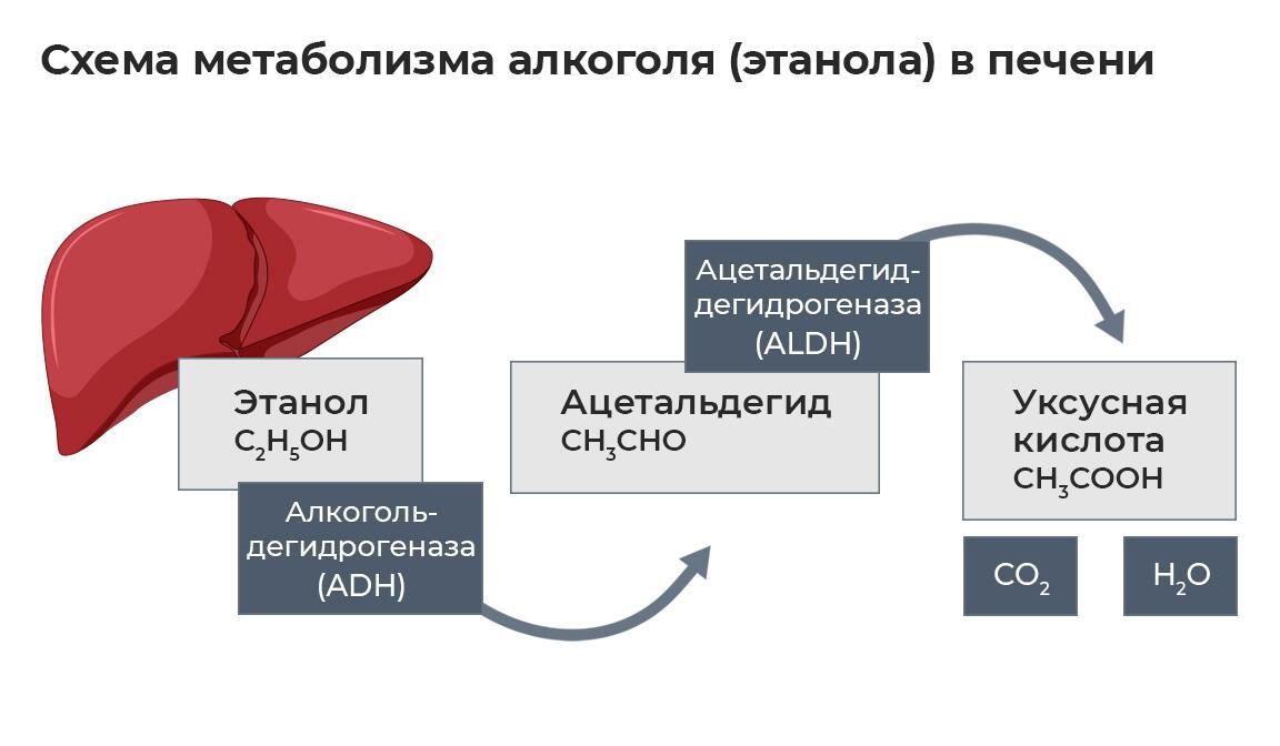 Схема метаболизма алкоголя в печени Схема метаболизма алкоголя в печени - РИА Новости, 1920, 11.12.2023