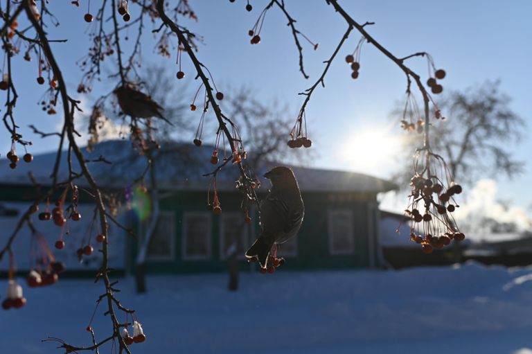 Зяблики на рябине в городе Тара Омской области Зяблики на рябине в городе Тара Омской области
