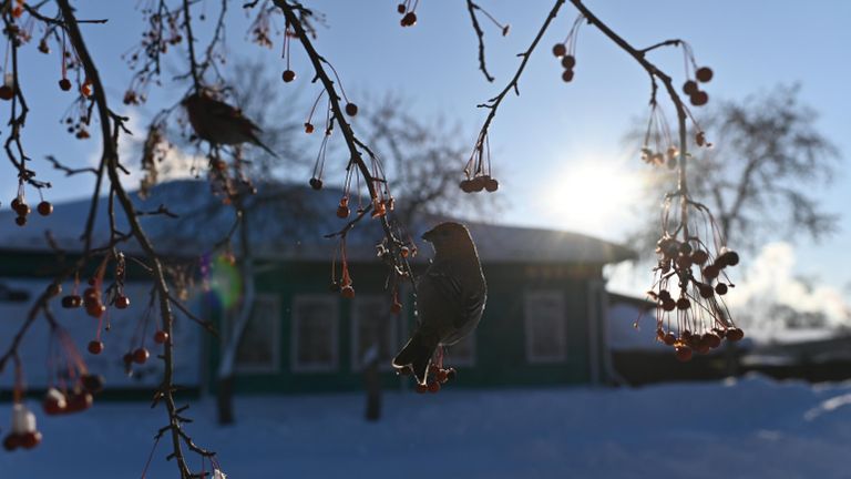 Зяблики на рябине в городе Тара Омской области Зяблики на рябине в городе Тара Омской области