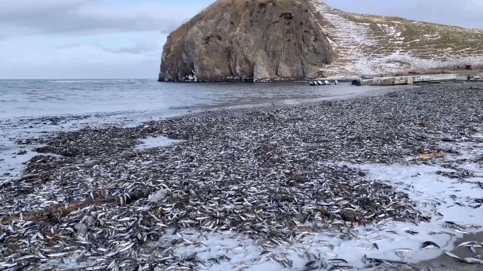 На месте выброса дальневосточных сардин на острове Кунашир. Кадр из видео - РИА Новости, 1920, 13.01.2023