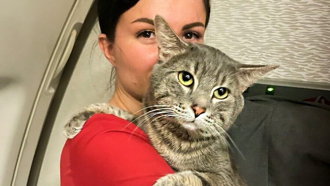 Бортпроводники авиакомпании Red Wings спасли кота по кличке Лешка и помогли ему воссоединиться с хозяйкой Бортпроводники авиакомпании Red Wings спасли кота по кличке Лешка и помогли ему воссоединиться с хозяйкой - РИА Новости, 1920, 18.01.2023