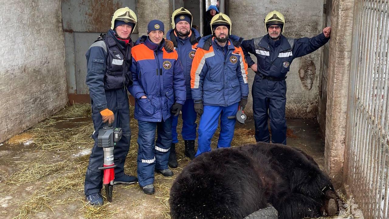 В Национальном конном парке Русь Ленинского района Московской области 400 килограммовый медведь Фёдор застрял в покрышке В Национальном конном парке Русь Ленинского района Московской области 400 килограммовый медведь Фёдор застрял в покрышке - РИА Новости, 1920, 30.01.2023