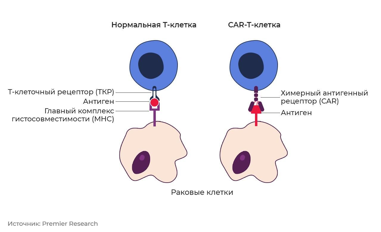 Взаимодействие нормальной (слева) и модифицированной Т-клетки с раковой клеткой Взаимодействие нормальной (слева) и модифицированной Т-клетки с раковой клеткой - РИА Новости, 1920, 31.01.2023