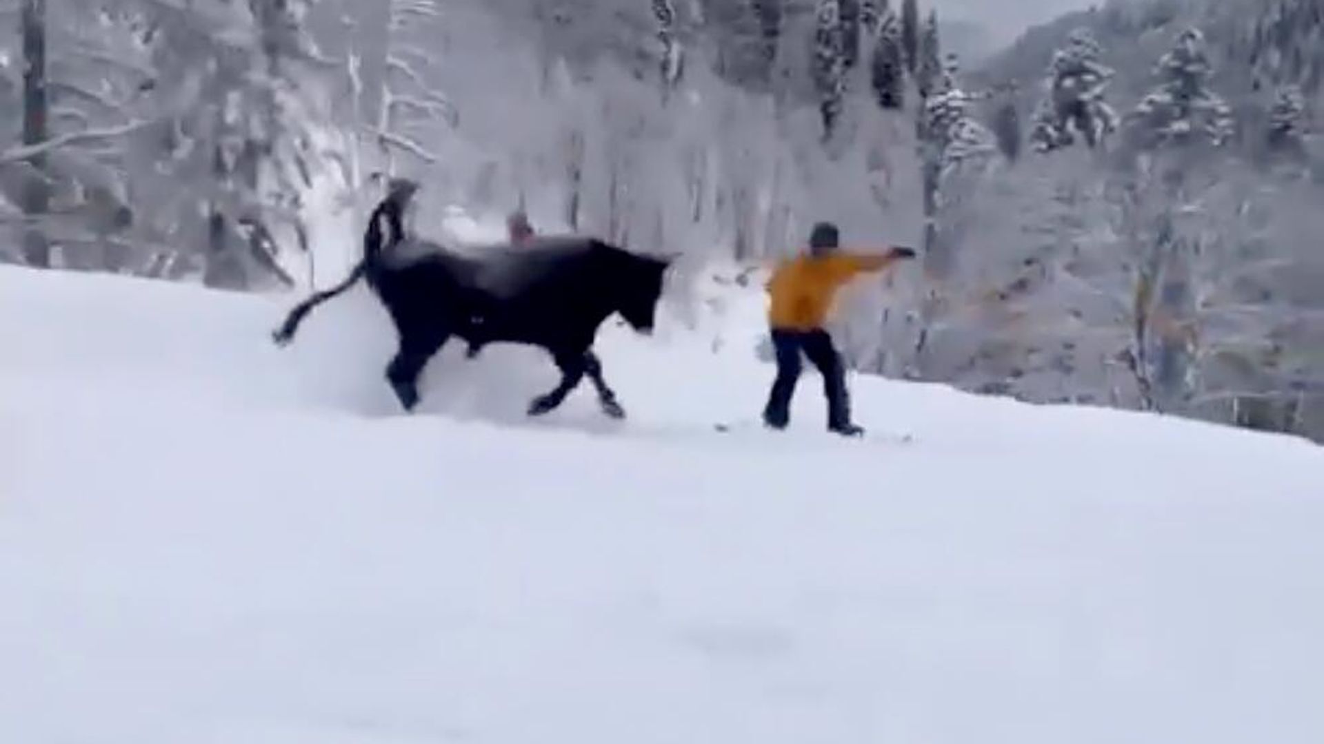 Бык на трассе горнолыжного курорта Роза Хутор Бык на трассе горнолыжного курорта Роза Хутор - РИА Новости, 1920, 02.02.2023