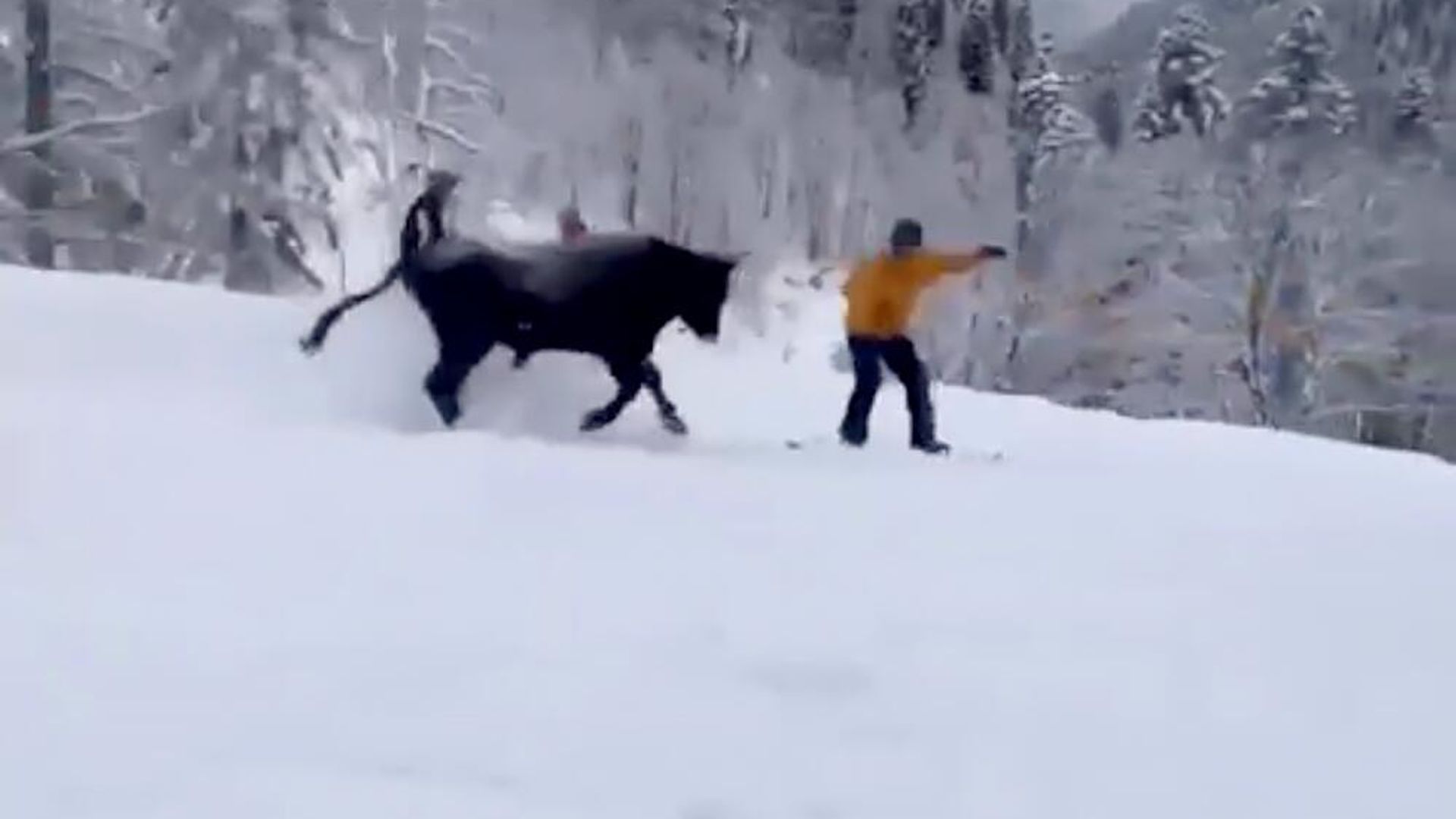 Бык на трассе горнолыжного курорта Роза Хутор Бык на трассе горнолыжного курорта Роза Хутор - РИА Новости, 1920, 02.02.2023