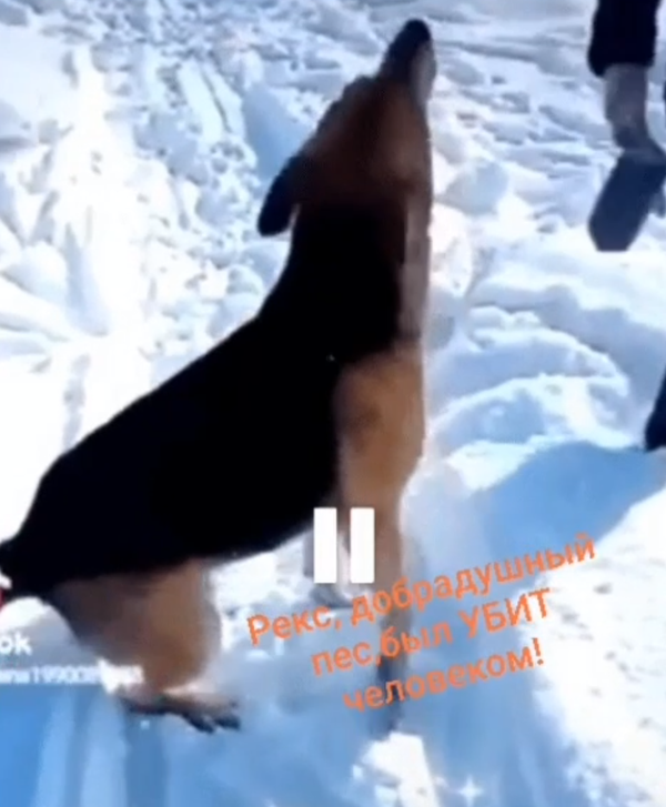 Рэкс играет с людьми - скрин с видео Рэкс играет с людьми - скрин с видео