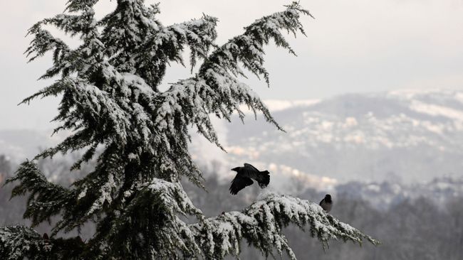 Вороны на заснеженной ели в микрорайоне Бытха