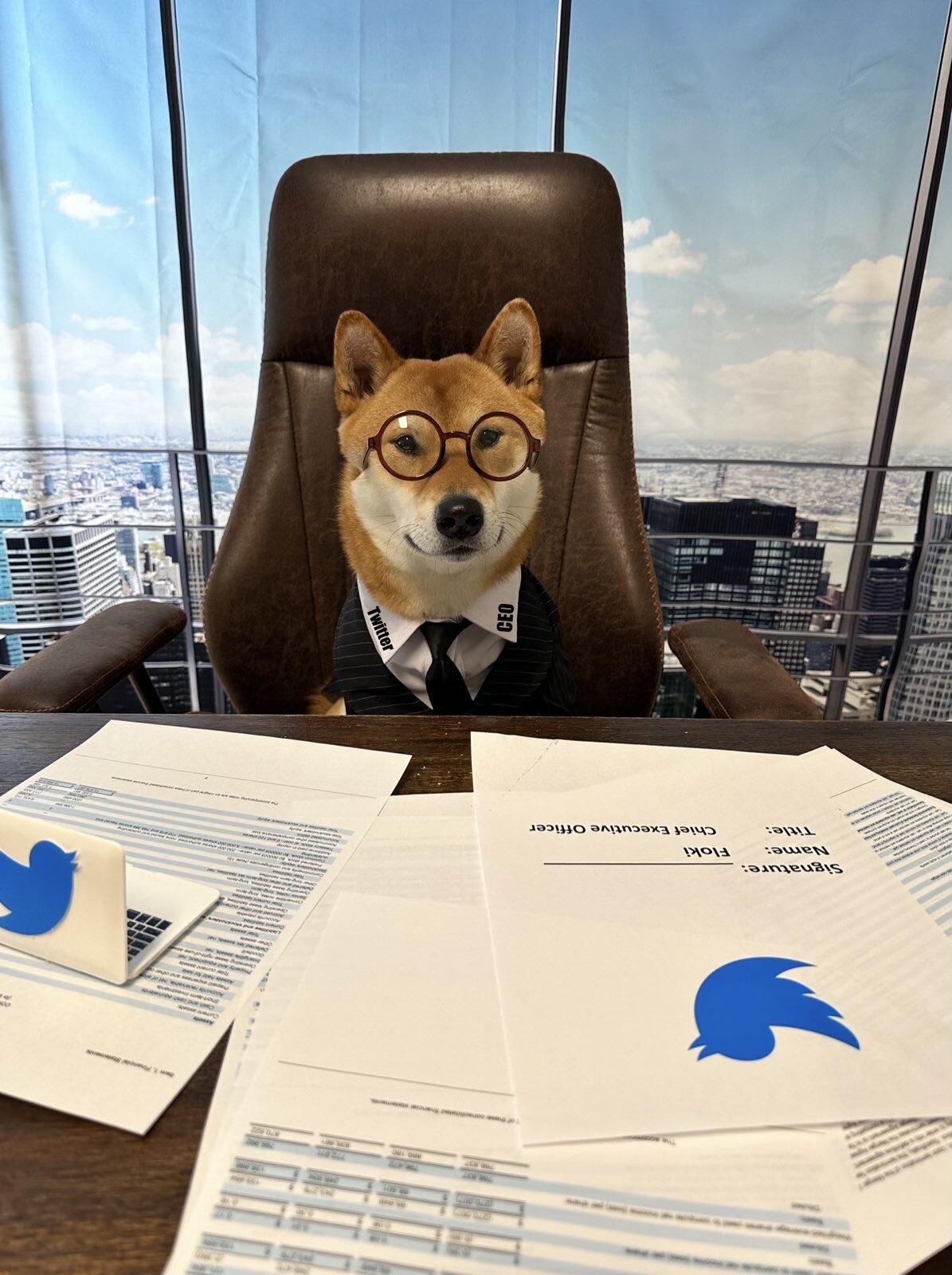 Пес, назначенный Илоном Маском на пост гендиректора Twitter Пес, назначенный Илоном Маском на пост гендиректора Twitter - РИА Новости, 1920, 15.02.2023