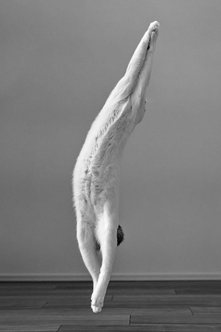 Работа японского фотографа Kazutoshi Ono Ballerina, занявшая 2-е место в национальной премии фотоконкурса 2023 Sony World Photography Awards Работа японского фотографа Kazutoshi Ono Ballerina, занявшая 2-е место в национальной премии фотоконкурса 2023 Sony World Photography Awards