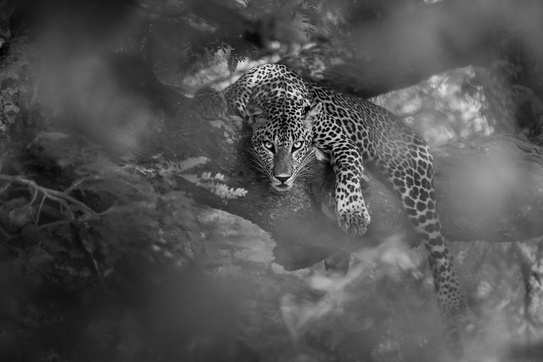 Работа фотографа Rajeev Abeysekara из Шри-Ланки Glare of a Predator, победившая в национальной премии фотоконкурса 2023 Sony World Photography Awards Работа фотографа Rajeev Abeysekara из Шри-Ланки Glare of a Predator, победившая в национальной премии фотоконкурса 2023 Sony World Photography Awards