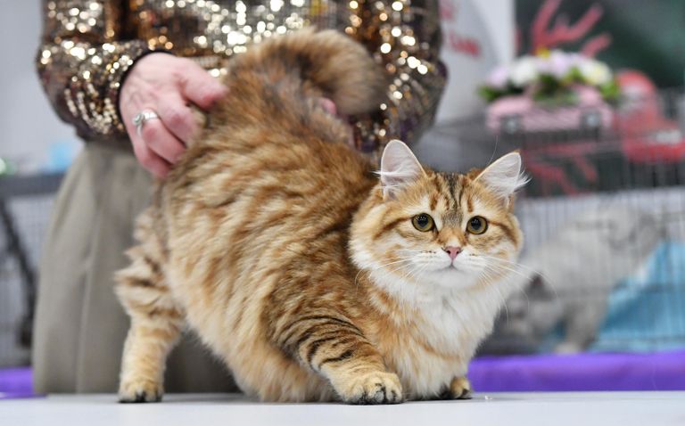 Кошка сибирской породы на юбилейной международной выставке кошек Coral Jubilee Show в Москве Кошка сибирской породы на юбилейной международной выставке кошек Coral Jubilee Show в Москве