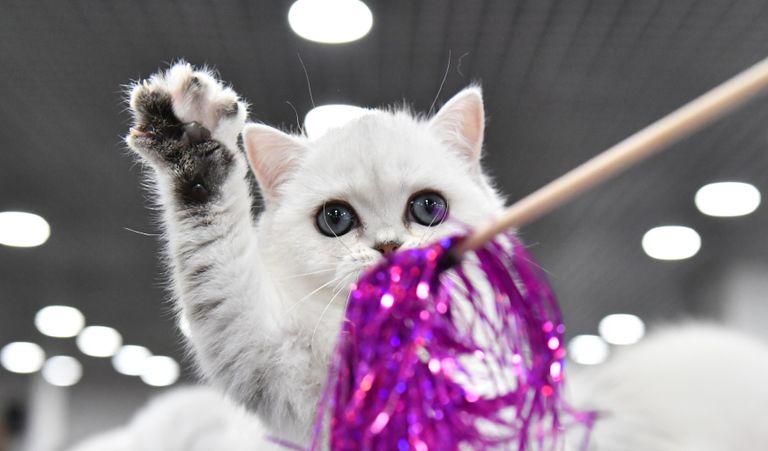 Котенок породы скоттиш-страйт на юбилейной международной выставке кошек Coral Jubilee Show в Москве Котенок породы скоттиш-страйт на юбилейной международной выставке кошек Coral Jubilee Show в Москве