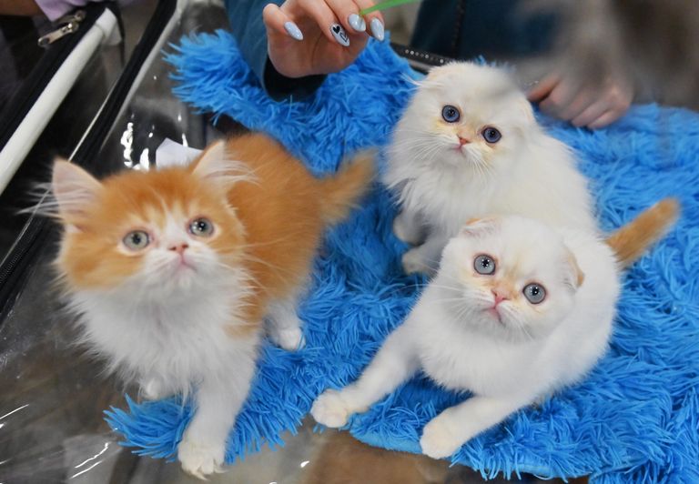 Котята на юбилейной международной выставке кошек Coral Jubilee Show в Москве Котята на юбилейной международной выставке кошек Coral Jubilee Show в Москве