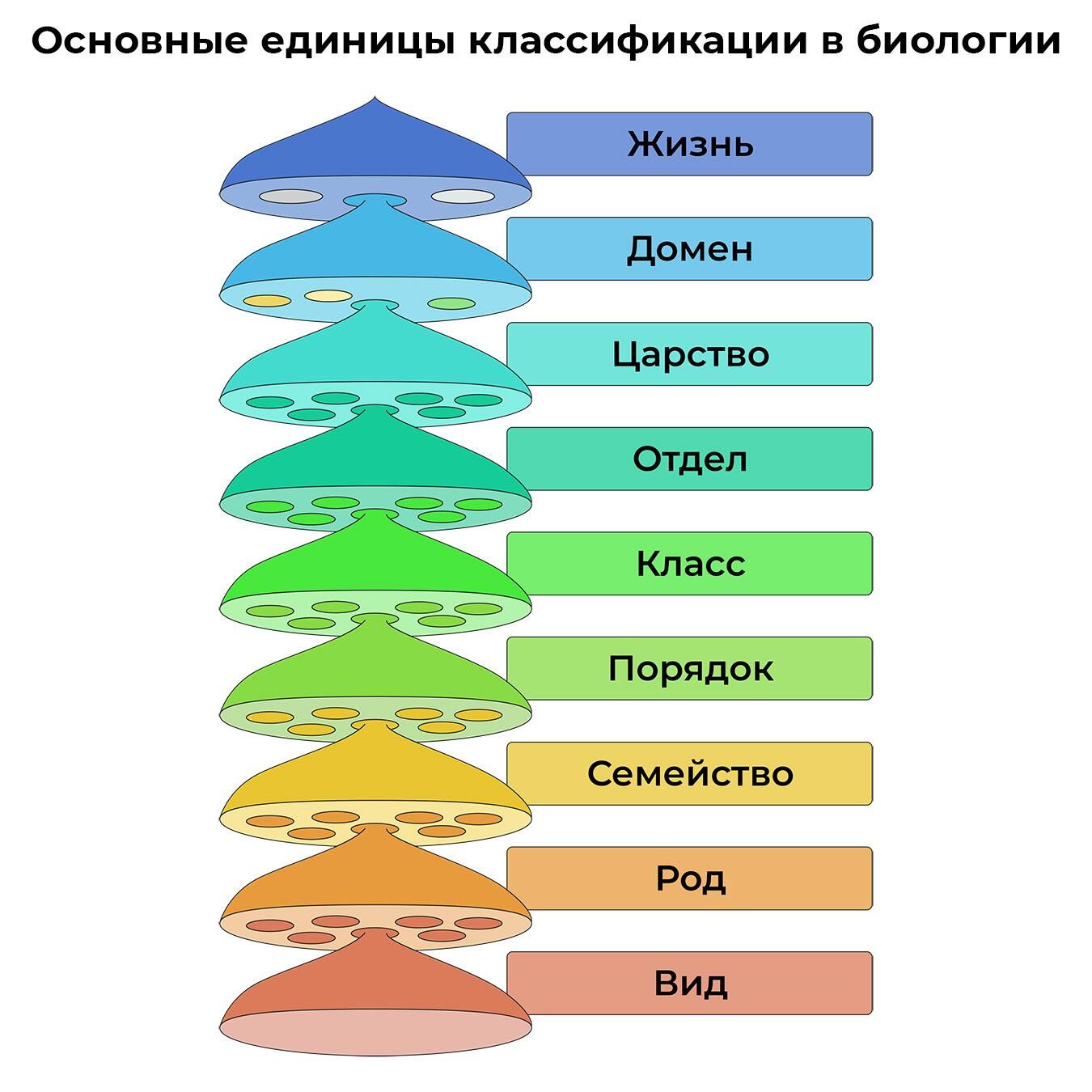 Основные единицы классификации в биологии Основные единицы классификации в биологии - РИА Новости, 1920, 03.03.2023