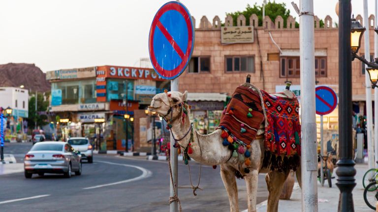 Верблюд на улице в Шарм-эш-Шейхе, Египет Верблюд на улице в Шарм-эш-Шейхе, Египет