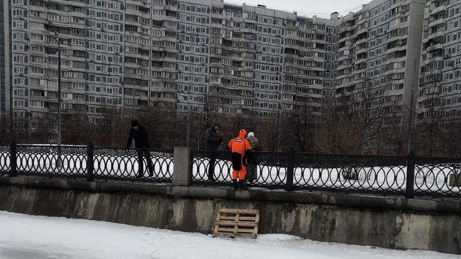 Московские спасатели спасли кота от стаи ворон на Коломенской набережной Московские спасатели спасли кота от стаи ворон на Коломенской набережной