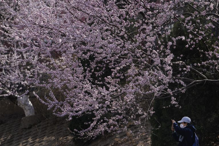 Женщина фотографирует цветущую сакуру в Пекине Женщина фотографирует цветущую сакуру в Пекине