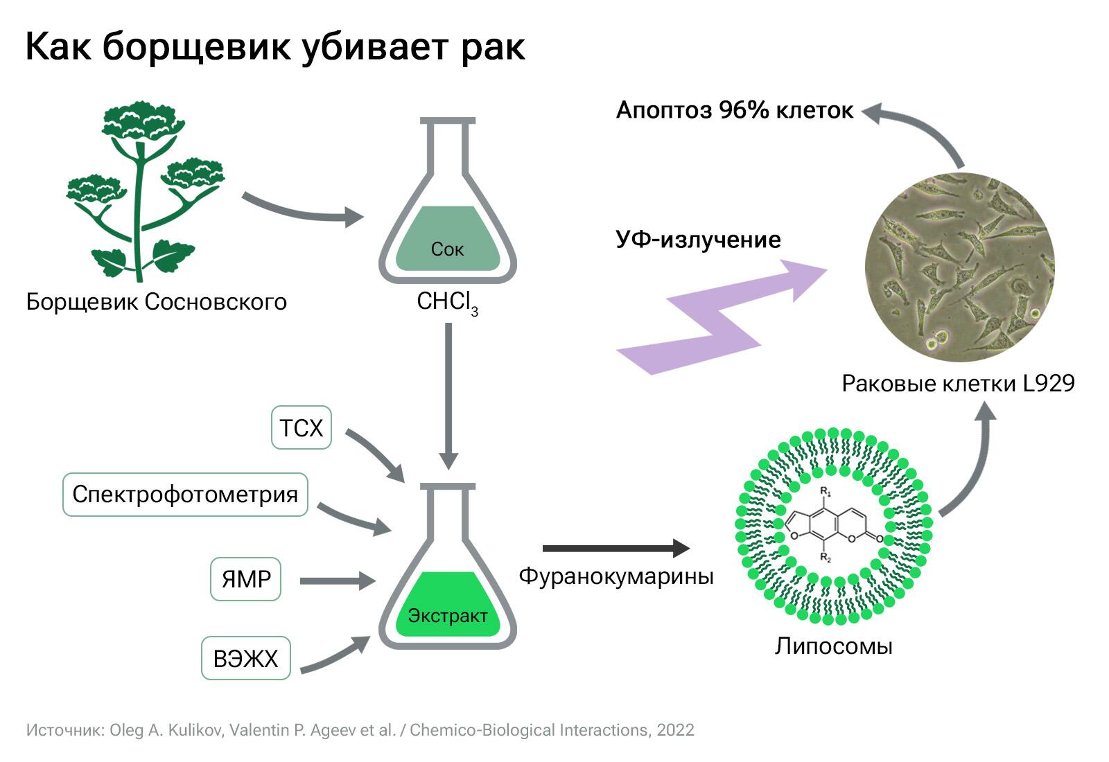 Как борщевик убивает рак Как борщевик убивает рак