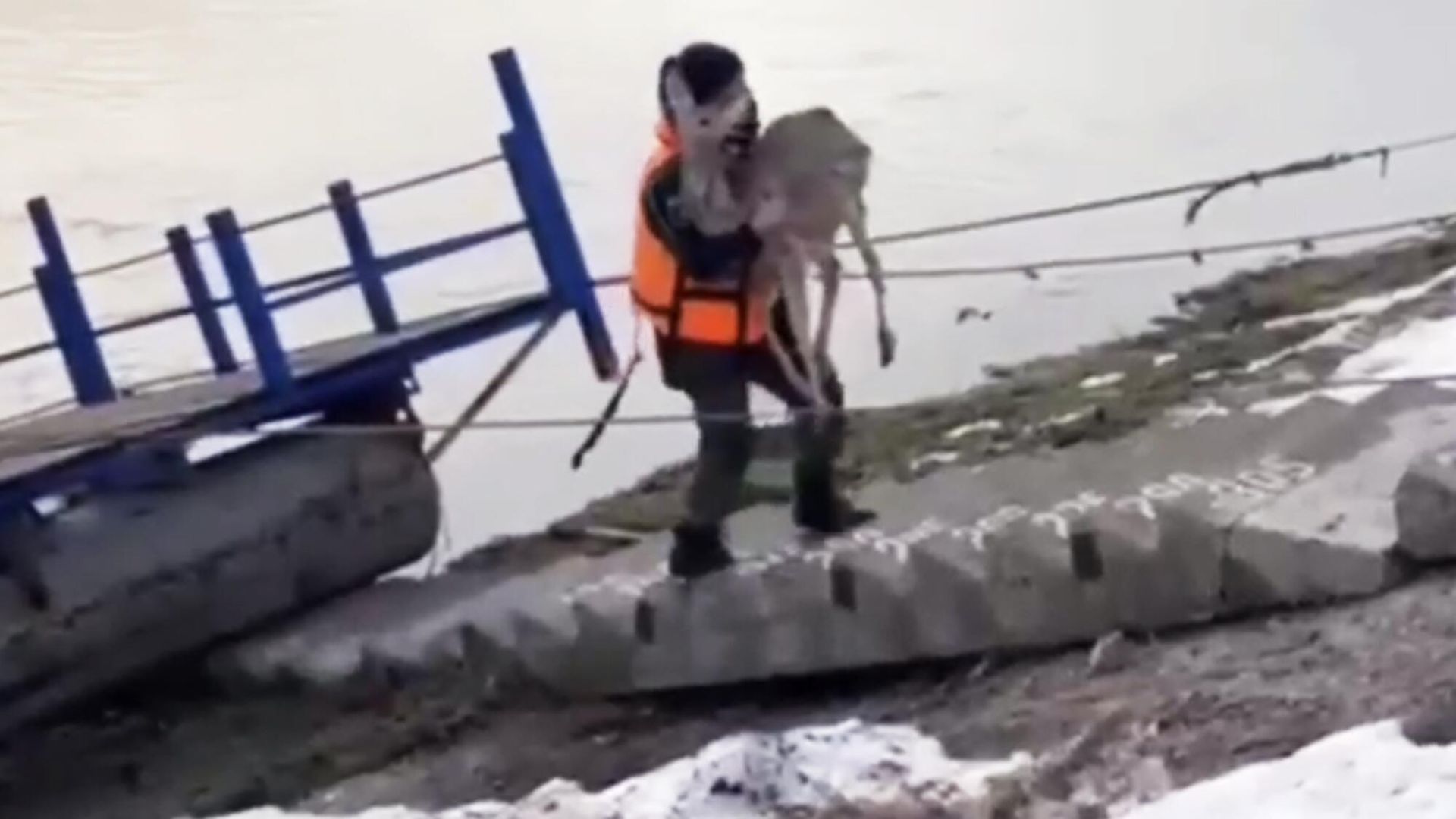 Спасение косули в Салавате. Кадр видео Спасение косули в Салавате. Кадр видео - РИА Новости, 1920, 27.03.2023