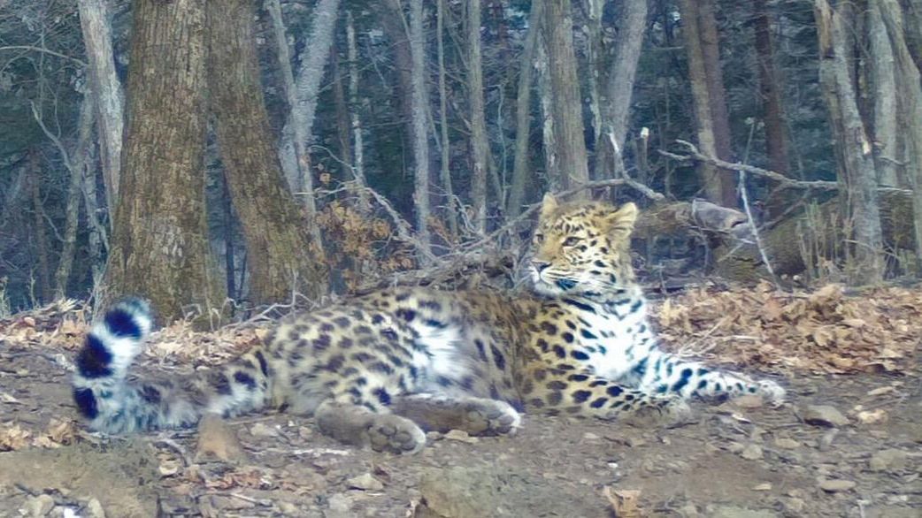 Самка дальневосточного леопарда Leo 196F, живущая в нацпарке Земля леопарда в Приморье Самка дальневосточного леопарда Leo 196F, живущая в нацпарке Земля леопарда в Приморье - РИА Новости, 1920, 29.03.2023