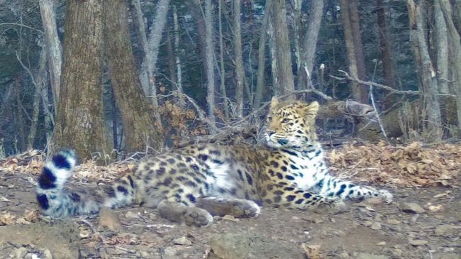 Самка дальневосточного леопарда Leo 196F, живущая в нацпарке Земля леопарда в Приморье Самка дальневосточного леопарда Leo 196F, живущая в нацпарке Земля леопарда в Приморье