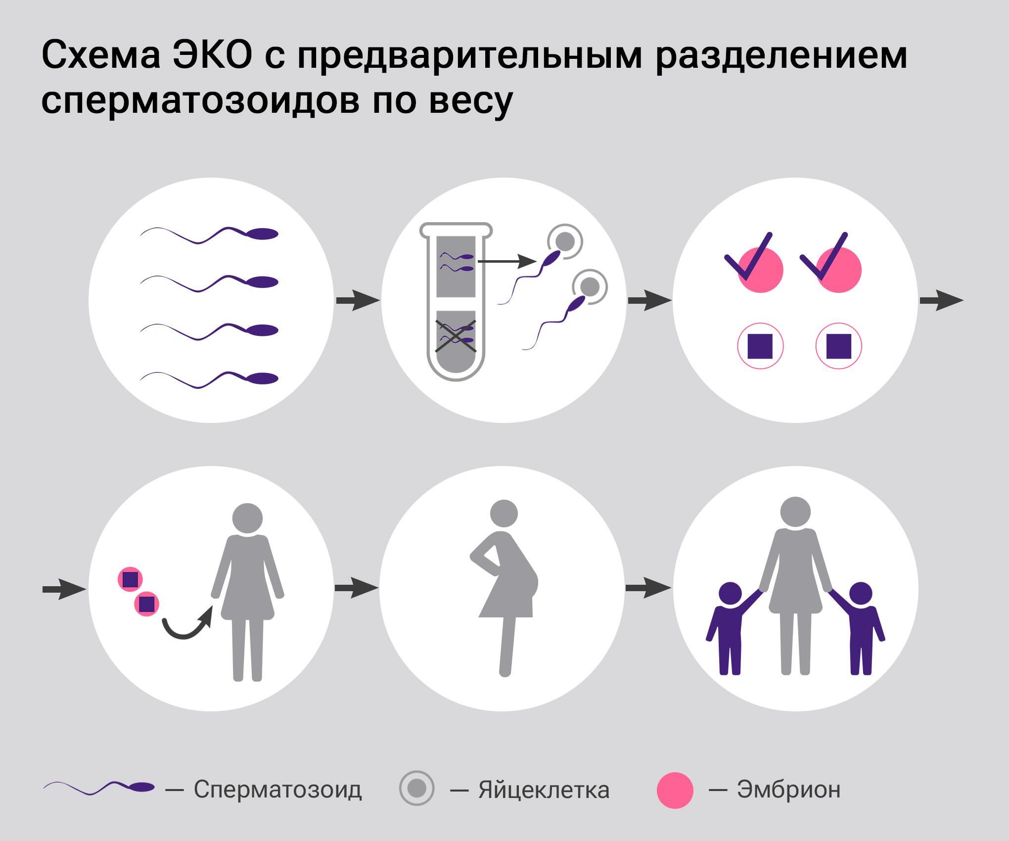 Схема ЭКО с предварительным разделением сперматозоидов по весу Схема ЭКО с предварительным разделением сперматозоидов по весу