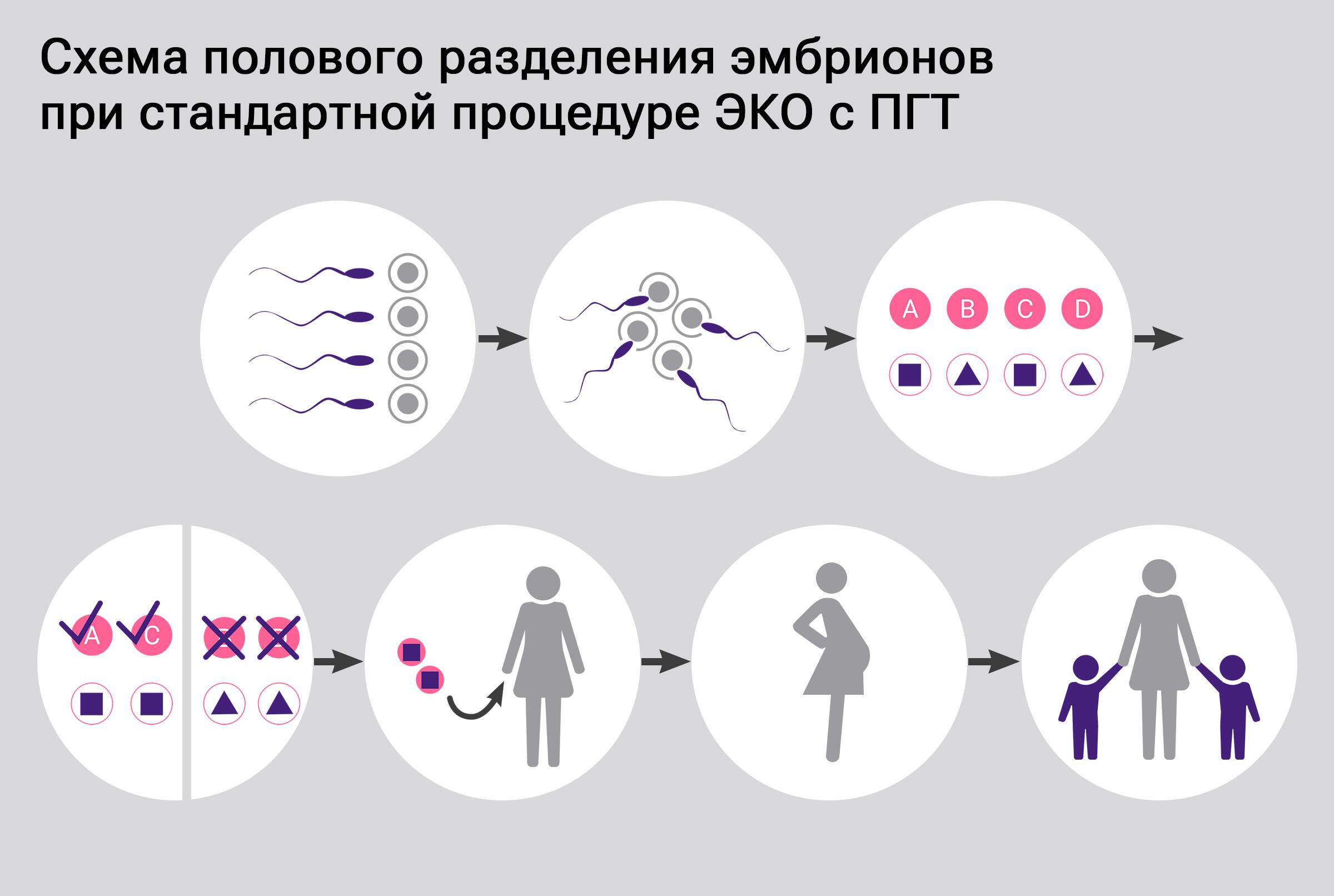 Схема полового разделения эмбрионов при стандартной процедуре ЭКО с ПГТ Схема полового разделения эмбрионов при стандартной процедуре ЭКО с ПГТ